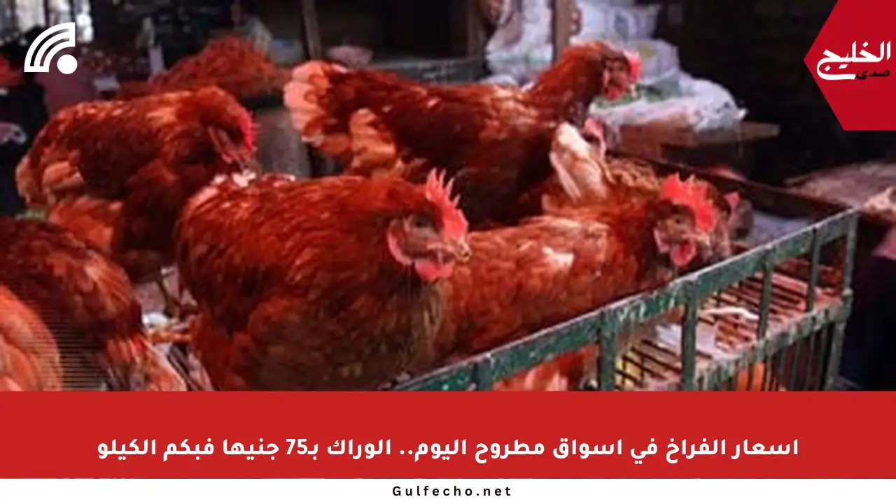 أسعار الفراخ في أسواق مطروح اليوم.. الوراك بـ75 جنيها فبكم الكيلو